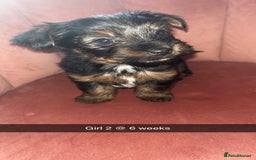 Yorkshire Terrier dogs for sale: Yorkshire terrier  **   - Advert 14