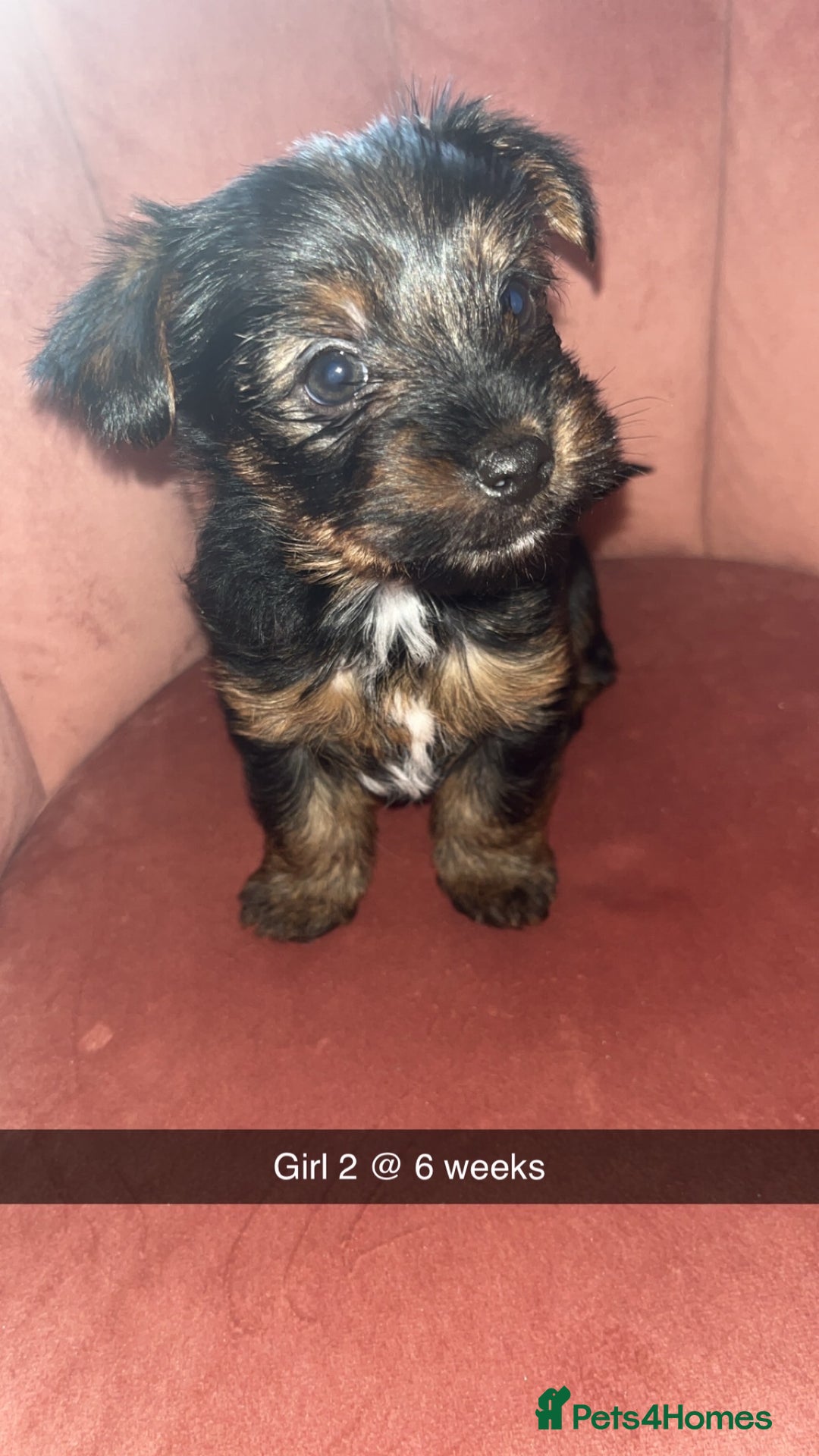 Yorkshire Terrier dogs for sale: Yorkshire terrier  **   - Advert 14