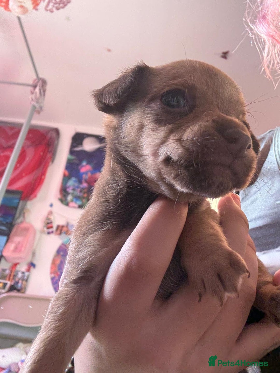 Mixed Breed dogs for sale: chihuahua mixed breed - Advert 26