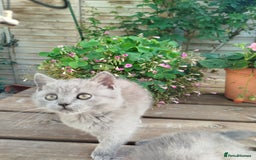British Shorthair cats for sale: Beautiful kittens  - Image 13