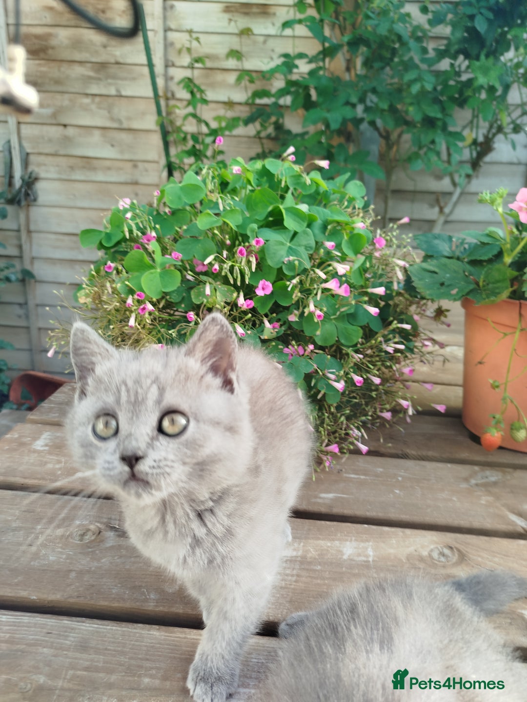 British Shorthair cats for sale: Beautiful kittens  - Image 13