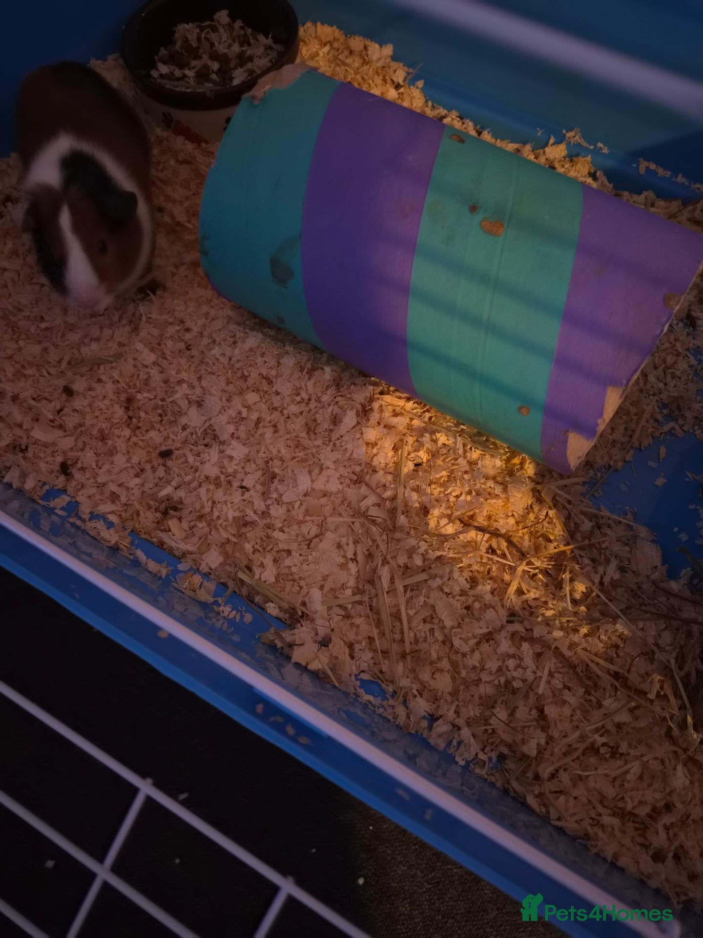 Guinea Pig rodents Pair male guinea pigs with cage - Advert 8