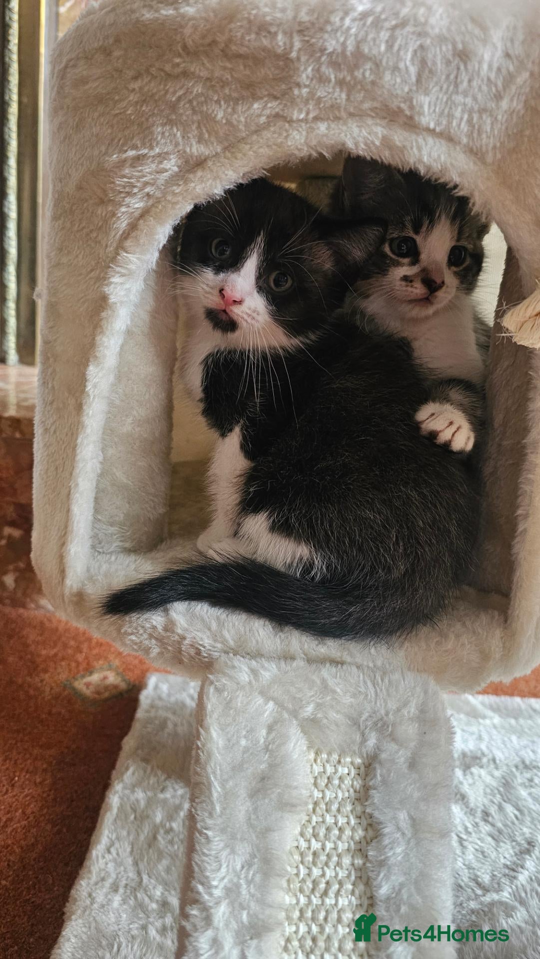 Mixed Breed cats Last beautiful boy available now - Advert 5