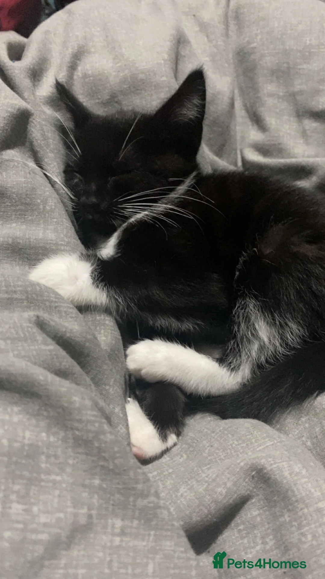 Mixed Breed cats for sale: Beautiful 10 week old kitten in Lancing - Advert 6