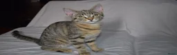 Mixed Breed cats for sale: 6 kittens desperately looking for a forever home - Advert 25