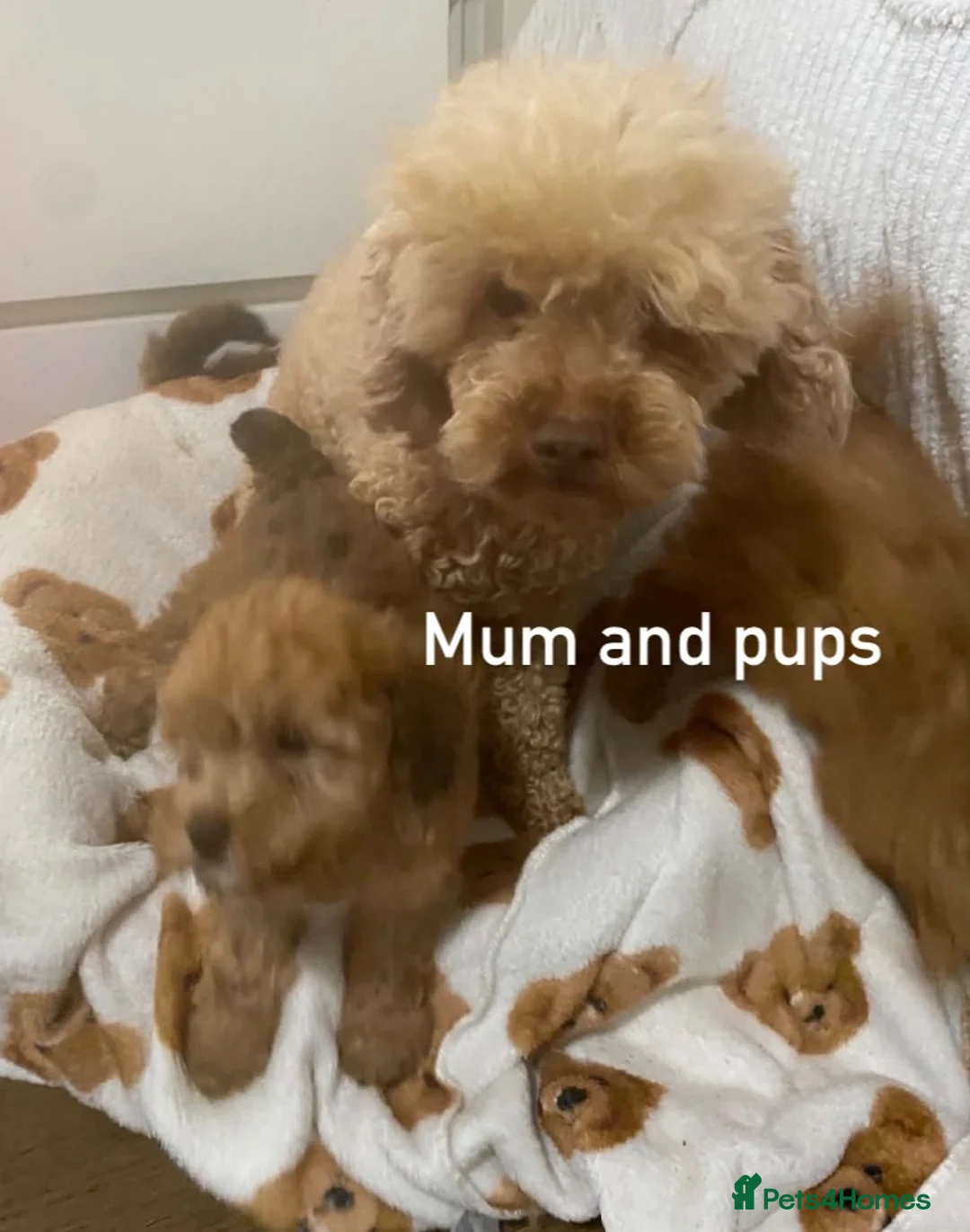 Toy Poodle dogs for sale: Beautiful red toy poodle puppies  - Advert 2