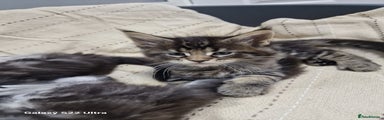 Maine Coon Kitten 1
