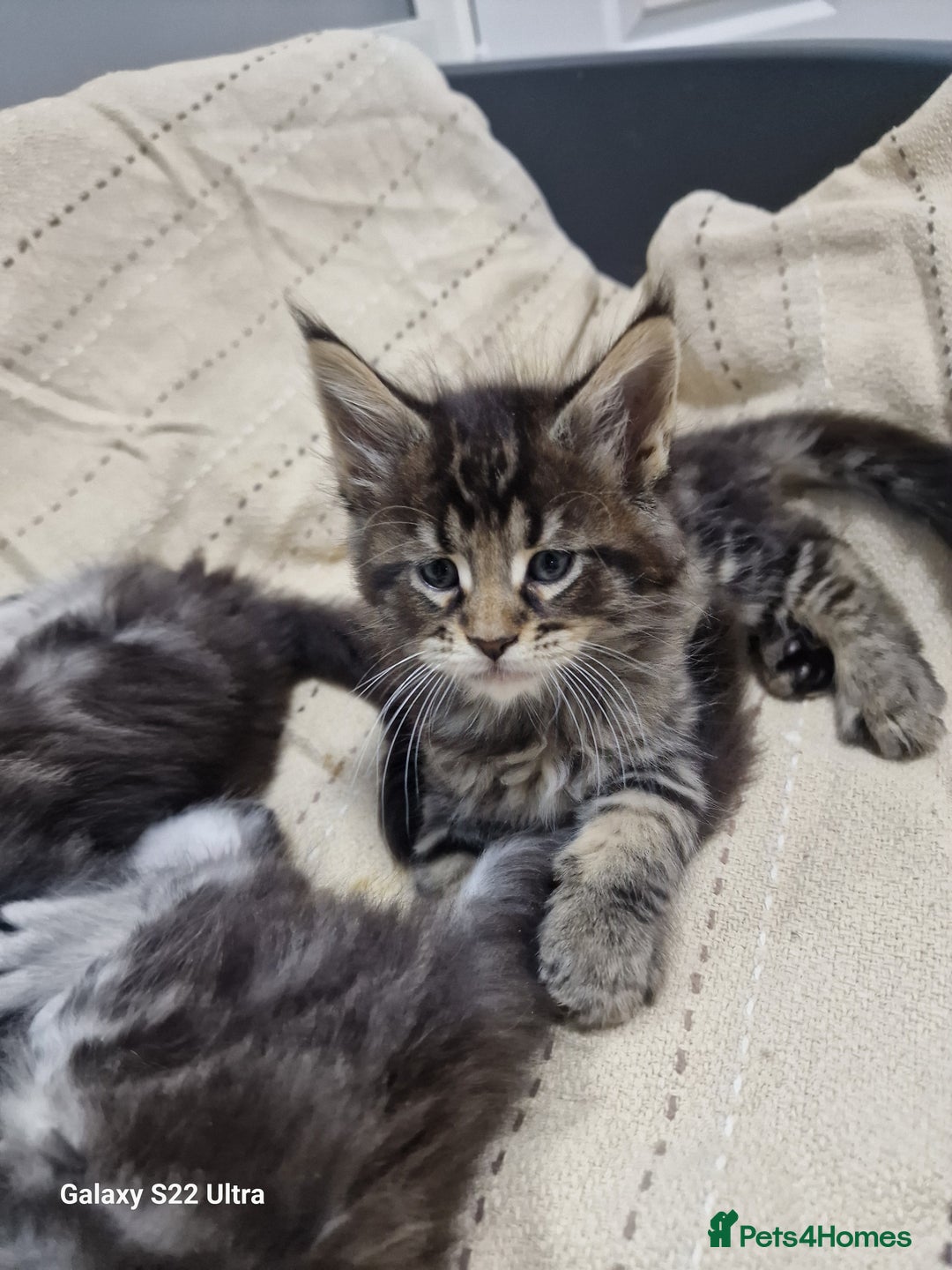 Maine Coon cats for sale: Pure Makne coon - Advert 7