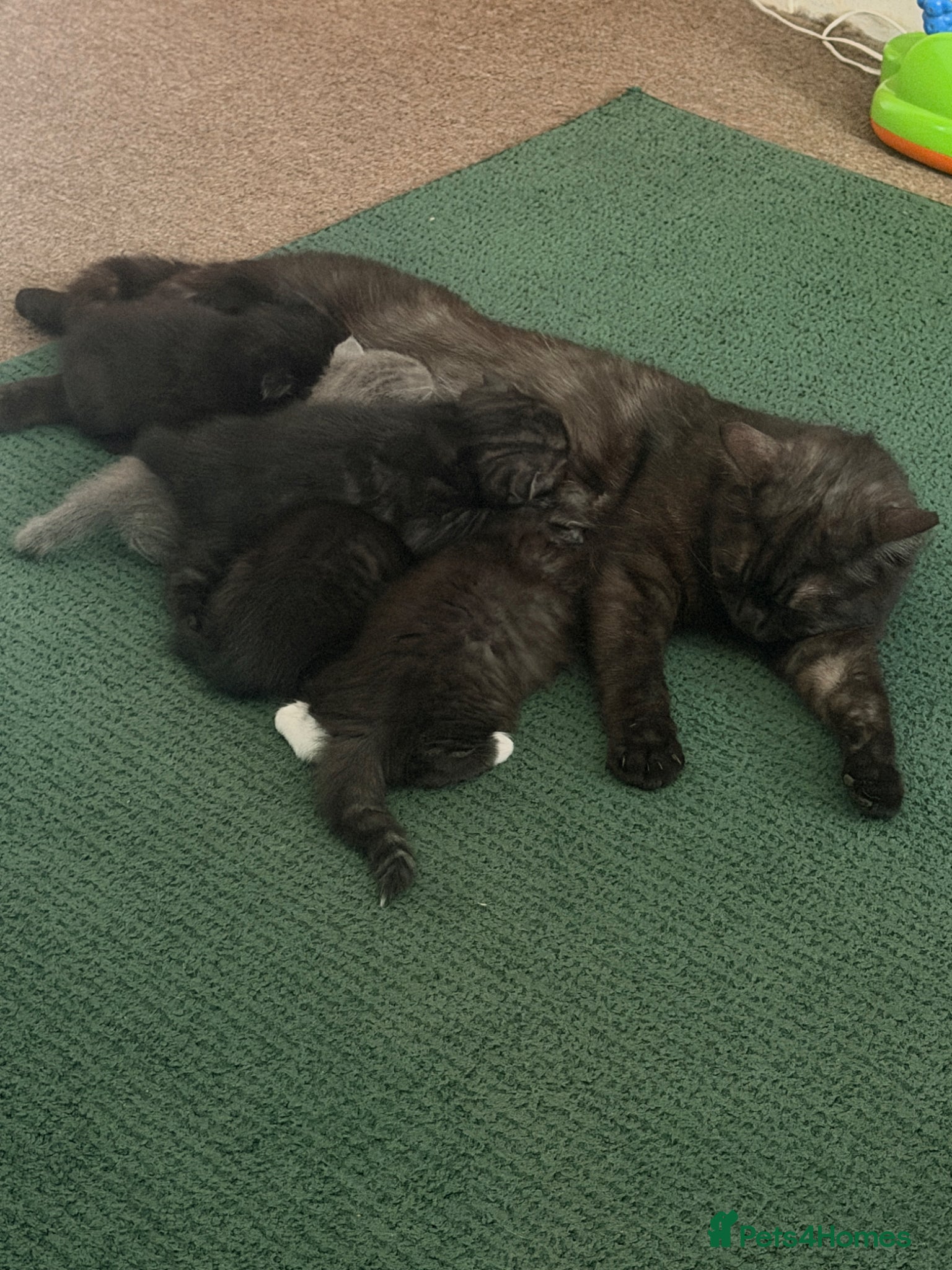 Mixed Breed cats British Shorthair and Scottish Fold kittens - Advert 1