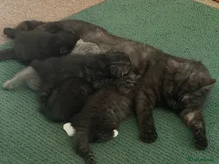 Mixed Breed cats British Shorthair and Scottish Fold kittens - Advert 2