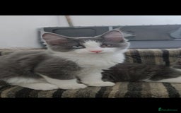 Maine Coon cats for sale: Maincoon crossed ragdoll kittens - Image 2