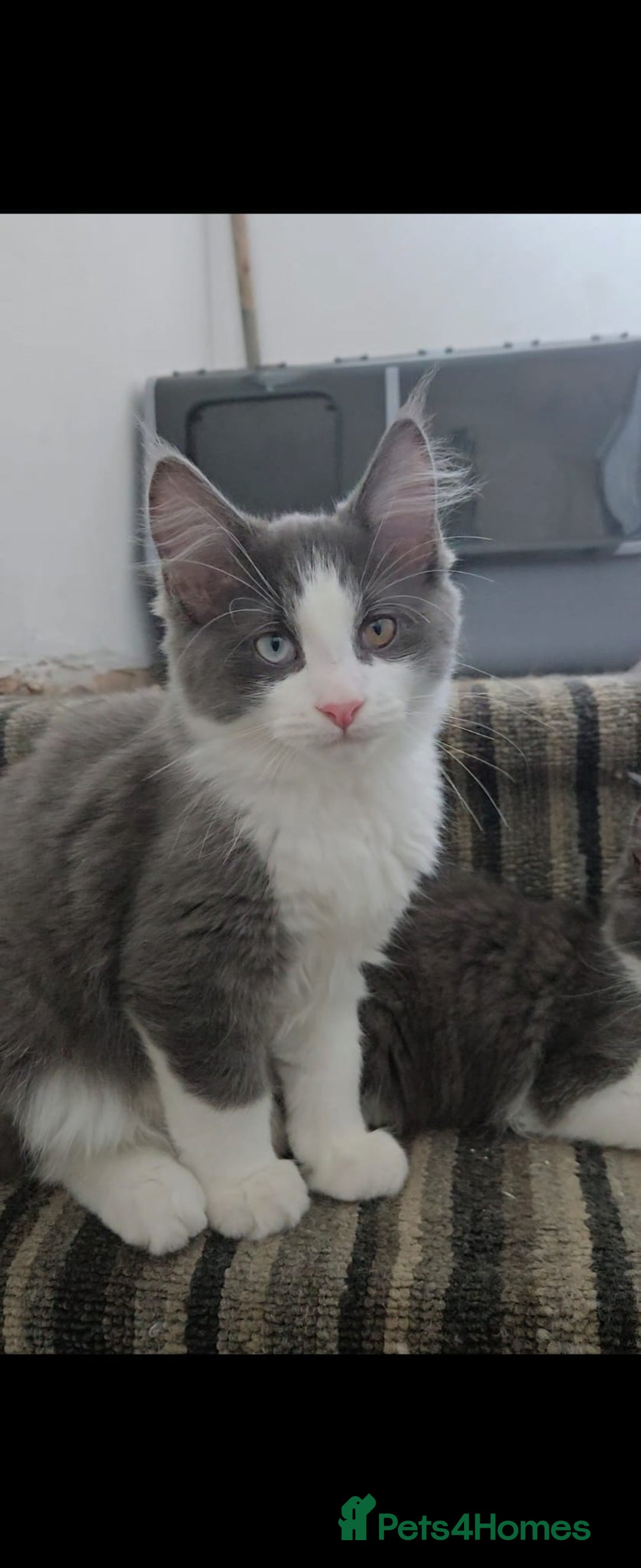 Maine Coon cats for sale: Maincoon crossed ragdoll kittens - Image 2