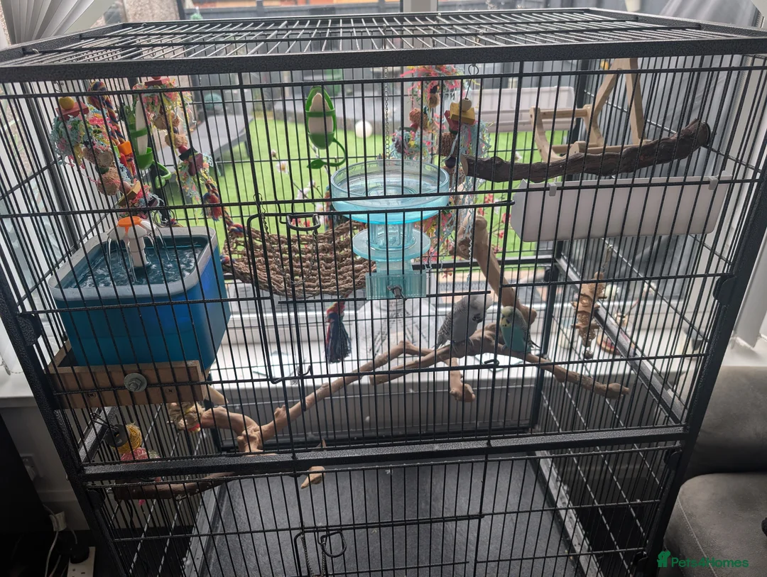 Budgerigars birds for sale: 2 budgies + full set up - Advert 2