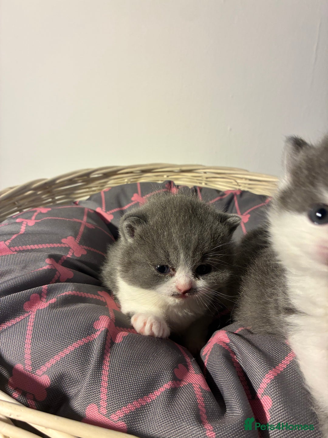 British Shorthair cats for sale: 5 BSH TICA REGISTERED KITTENS - Advert 5