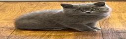 British Shorthair cats for sale: Pedigree British Shorthair Kittens - Advert 3