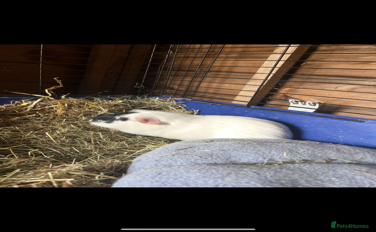 Guinea Pig rodents - Advert 1