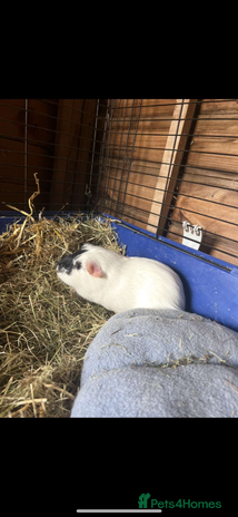 Guinea Pig rodents - Advert 19