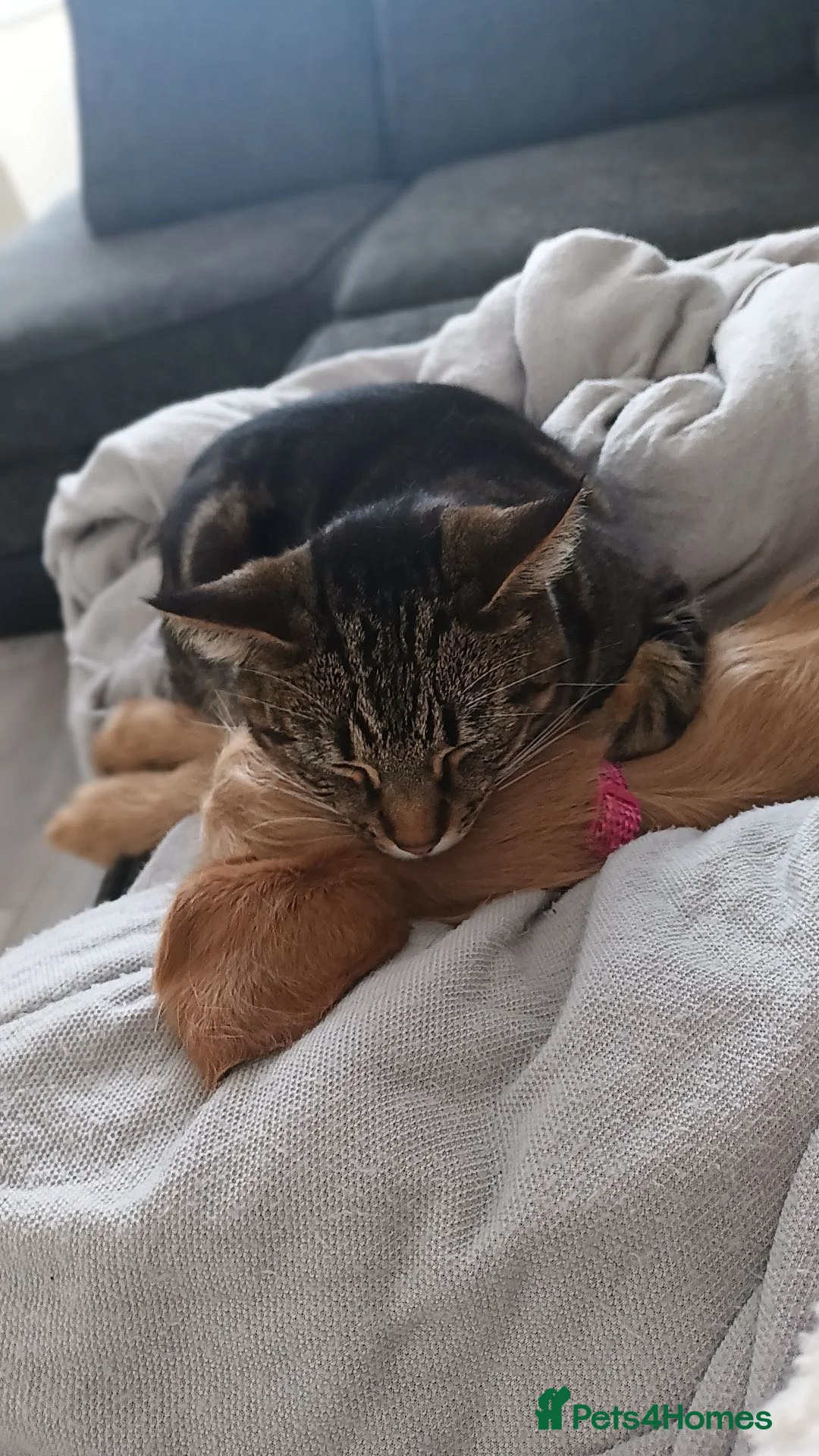 Mixed Breed cats for sale: Barry - Advert 3