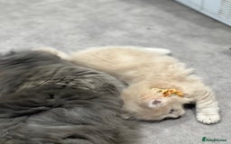 Ragdoll cats for sale: Persian x Ragdoll kittens - Image 10