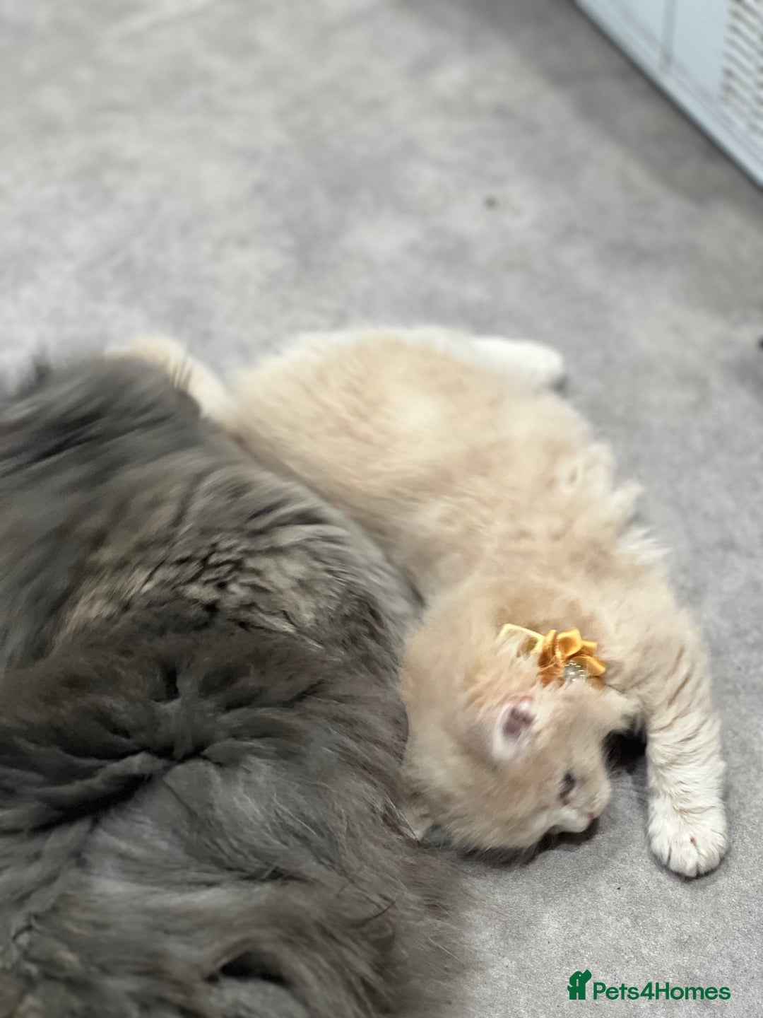 Ragdoll cats for sale: Persian x Ragdoll kittens - Image 10