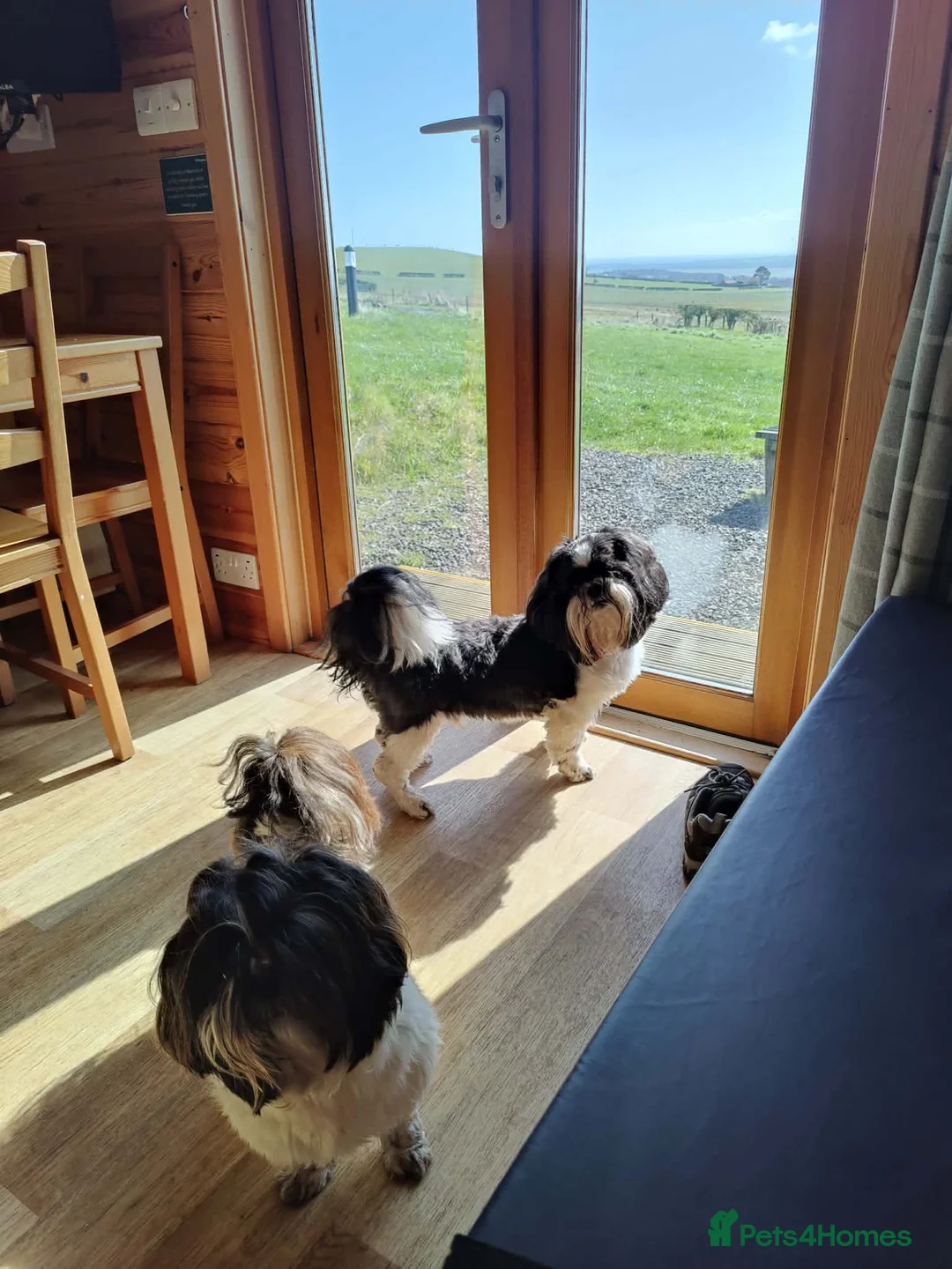 Shih Tzu dogs for stud: RKC Standard pure breed SHIH TZU -Stud - Advert 2