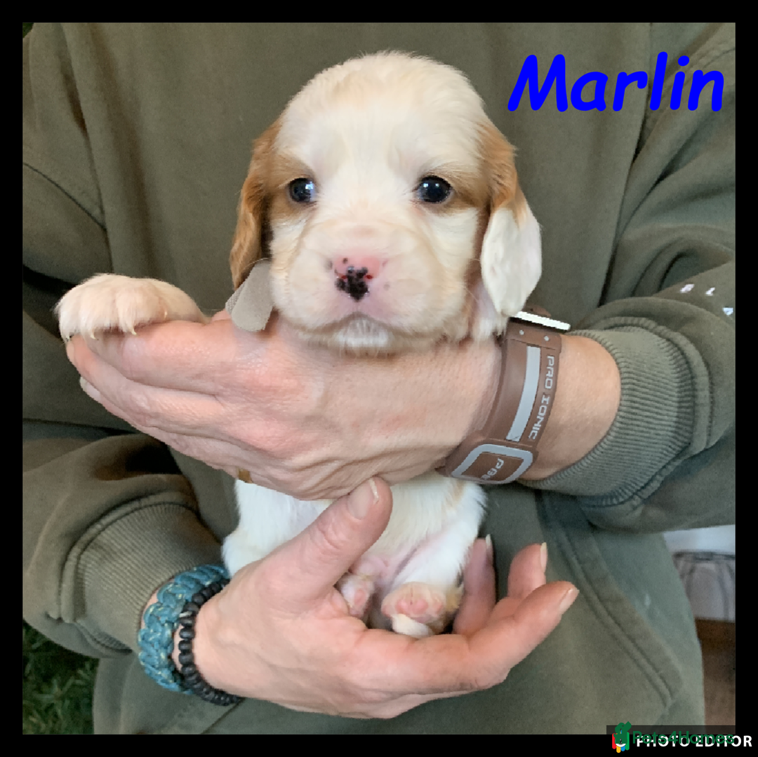 Cockalier dogs for sale: Beautiful Cockalier Pups – Loving Homes Await - Advert 28