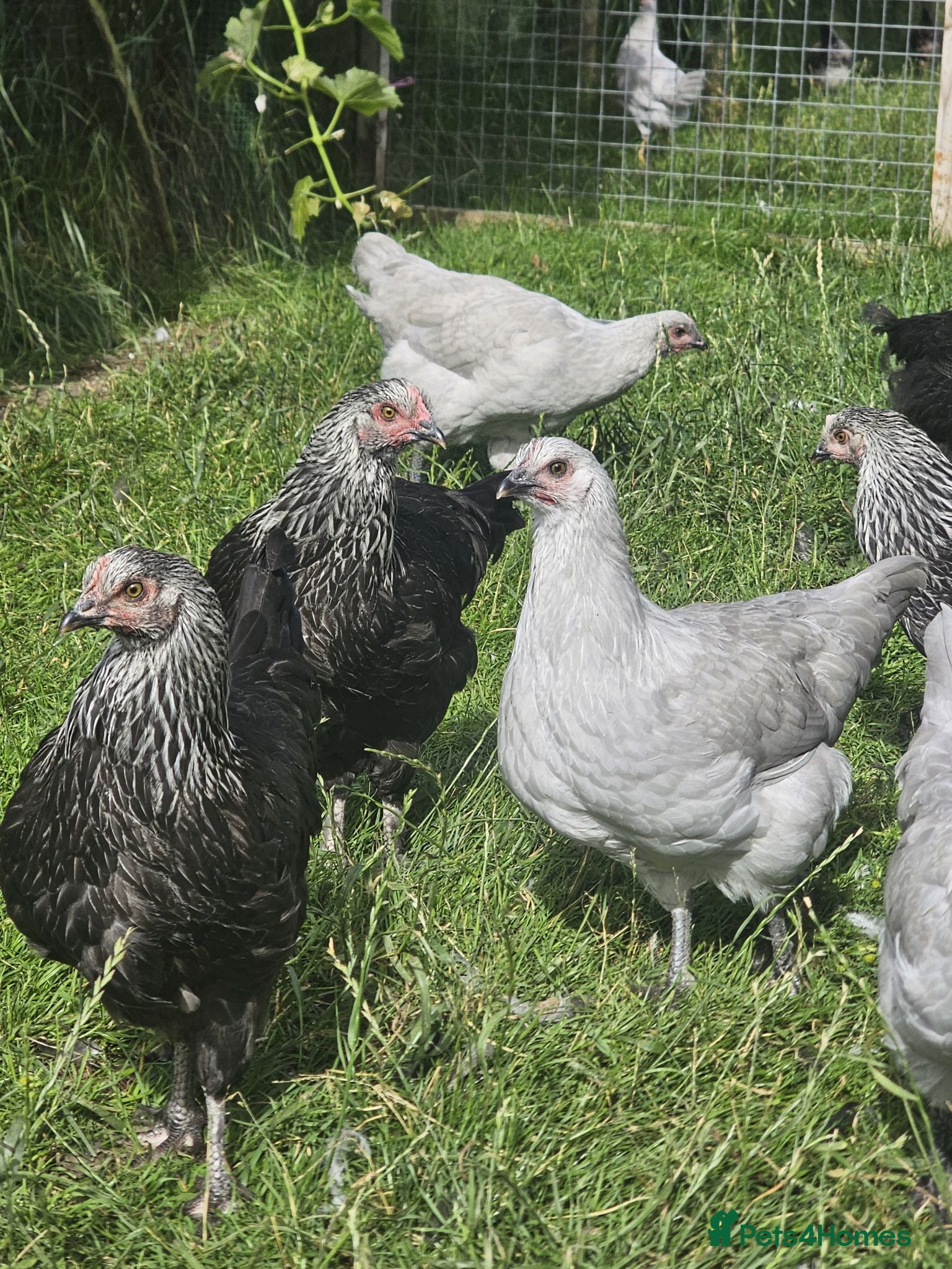 Chickens poultry Olive eggers & Lavender marans - Advert 2