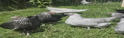 Chickens poultry for sale: Olive eggers & Lavender marans - Advert 2