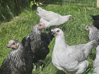 Chickens poultry Olive eggers & Lavender marans - Advert 2