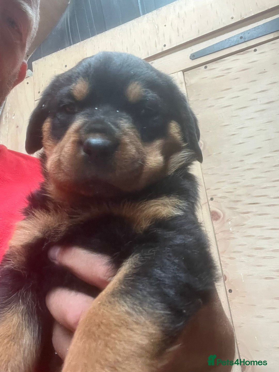 Rottweiler dogs for sale: Top quality German bred rottweilers - Image 10