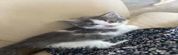 Mixed Breed cats for sale: Gorgeous kittens for sale  in Blandford Forum - Advert 2