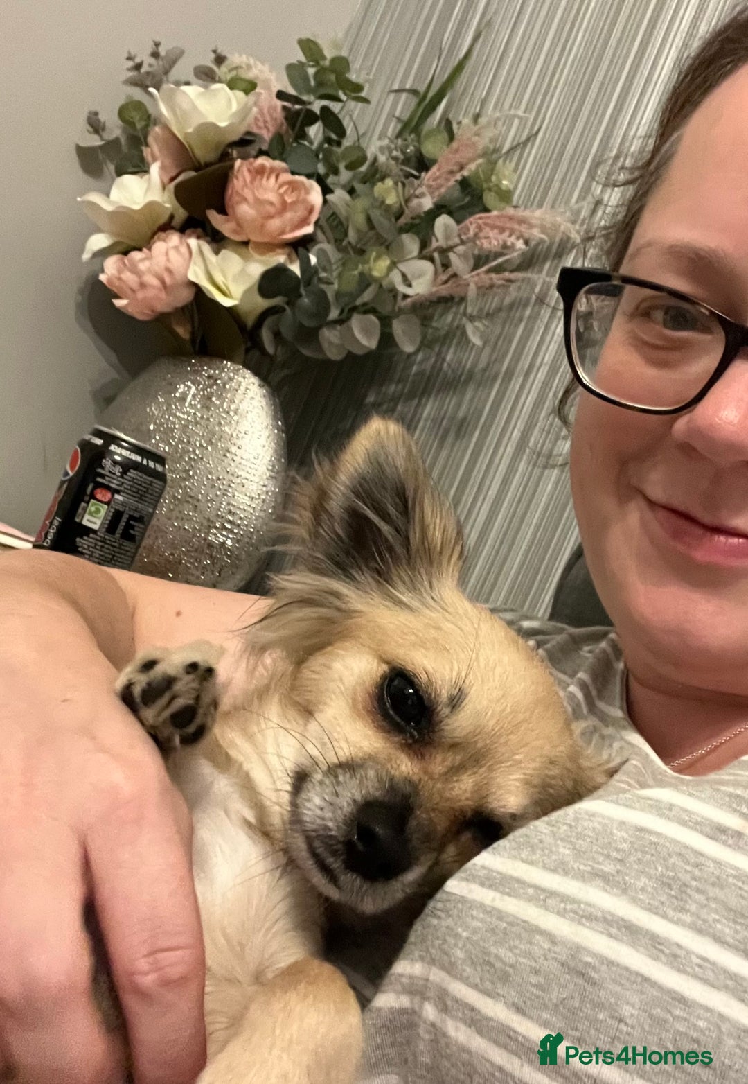 Chihuahua dogs for sale: Two beautiful fluffy chi girls  - Advert 9