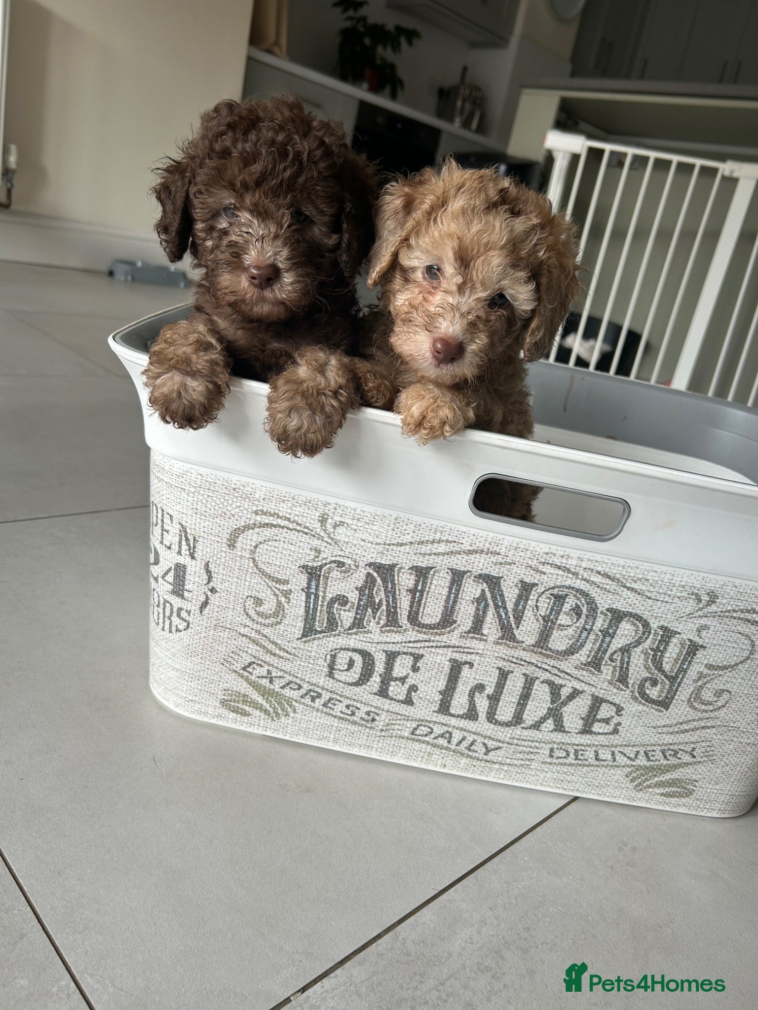 Cavapoo dogs Cavapoo boys and girls  - Advert 4