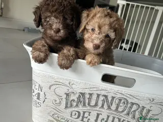Cavapoo dogs Cavapoo boys and girls - Advert 11