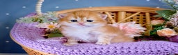 British Longhair cats for sale: Golden British Longhair Kitten - Advert 6