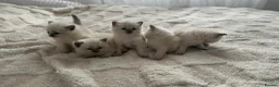 Ragdoll cats for sale: Ragdoll kittens for sale  - Advert 2
