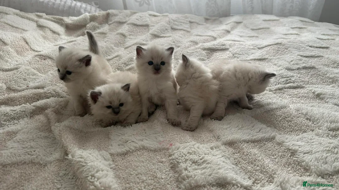 Ragdoll cats for sale: Ragdoll kittens for sale  - Advert 2