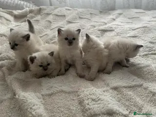 Ragdoll cats Ragdoll kittens for sale - Advert 18