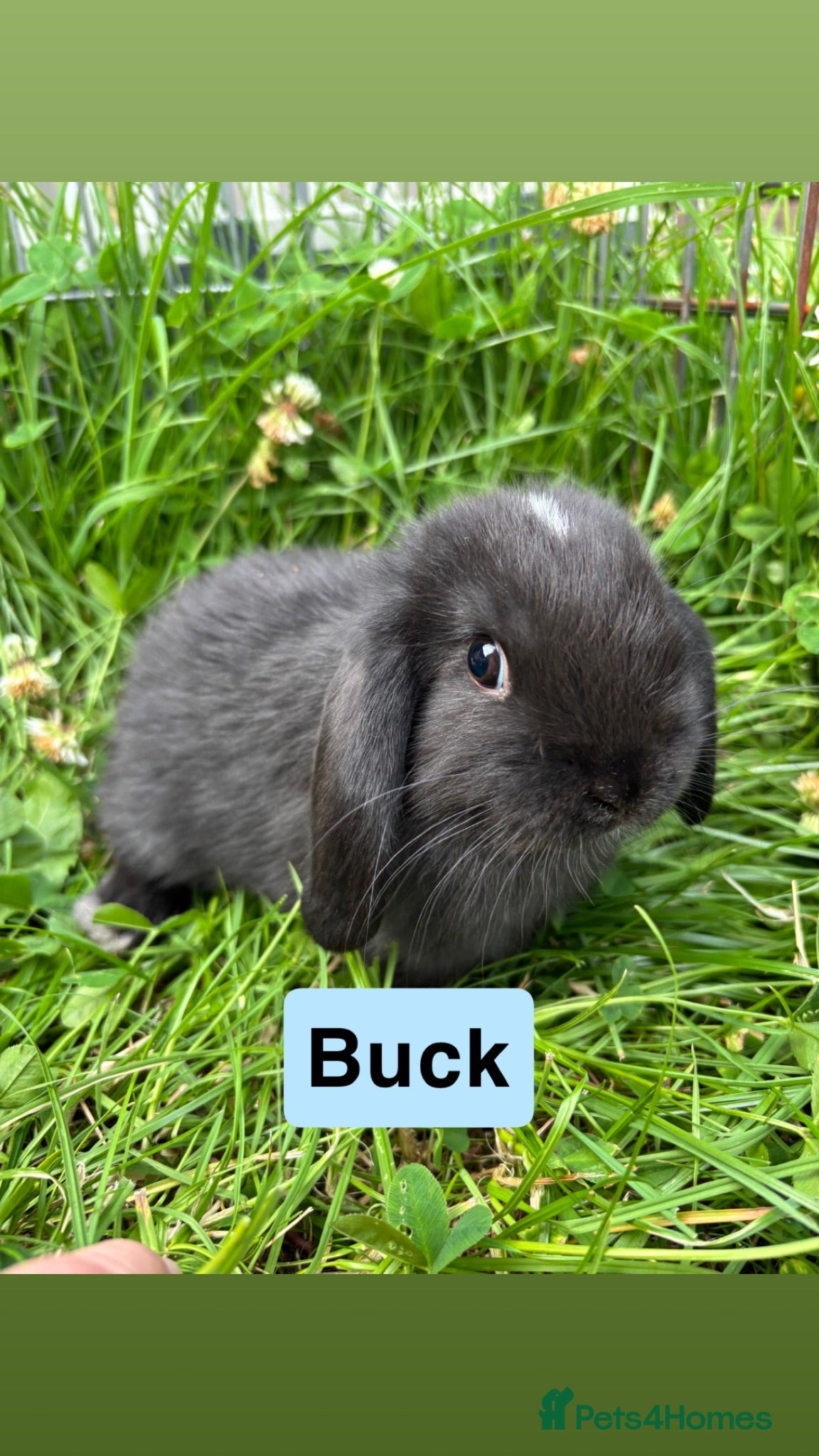 Mini Lop rabbits Adorable Mini Lop Babies - Advert 11