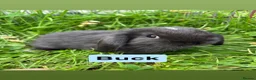 Mini Lop rabbits for sale: Adorable Mini Lop Babies - Advert 3