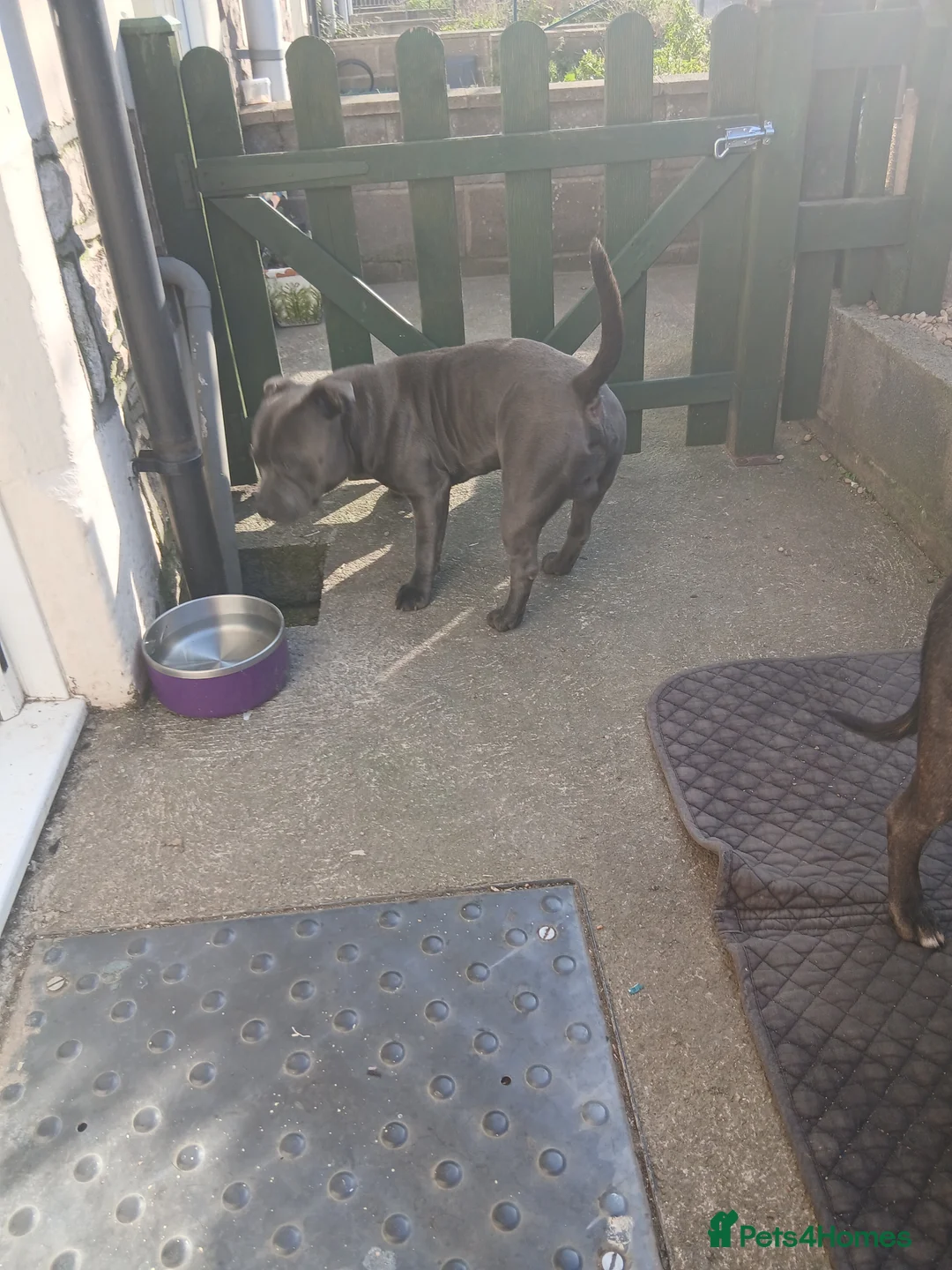 Staffordshire Bull Terrier dogs for sale: Blue male 23month old intact staffy in Weston-super-Mare - Advert 2