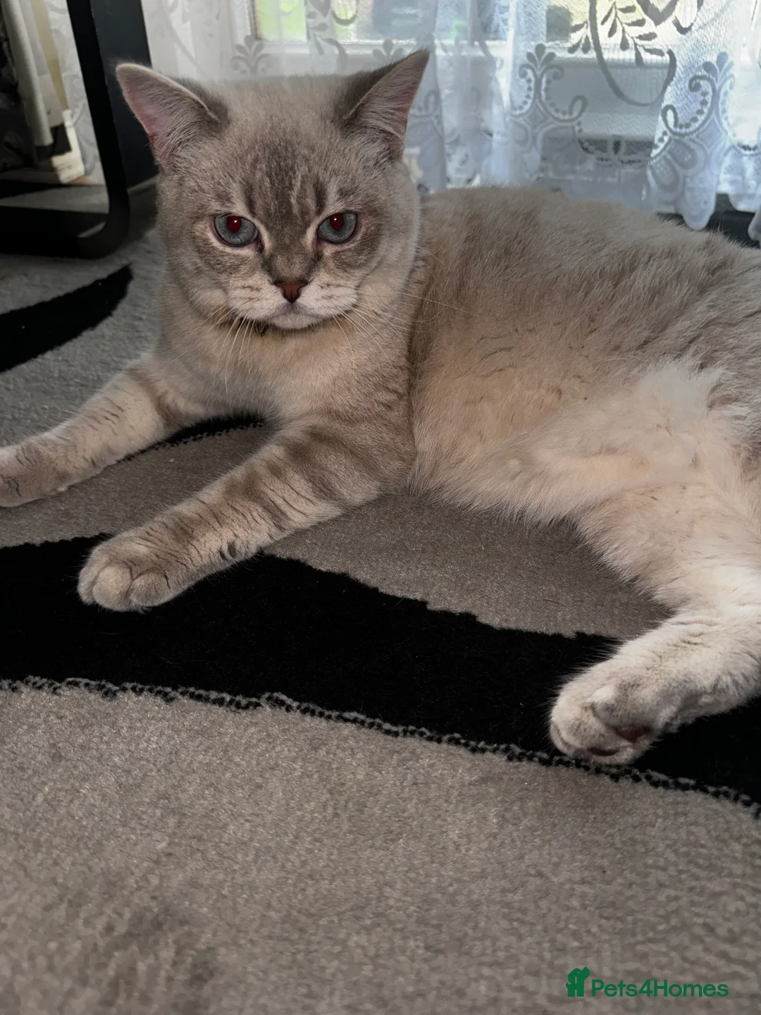 Scottish Fold cats for stud: Lovely Scottish Straight boy for stud in Milton Keynes - Advert 7
