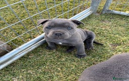 Staffordshire Bull Terrier dogs for sale: Elegant active blue staffordshire puppies - Image 2