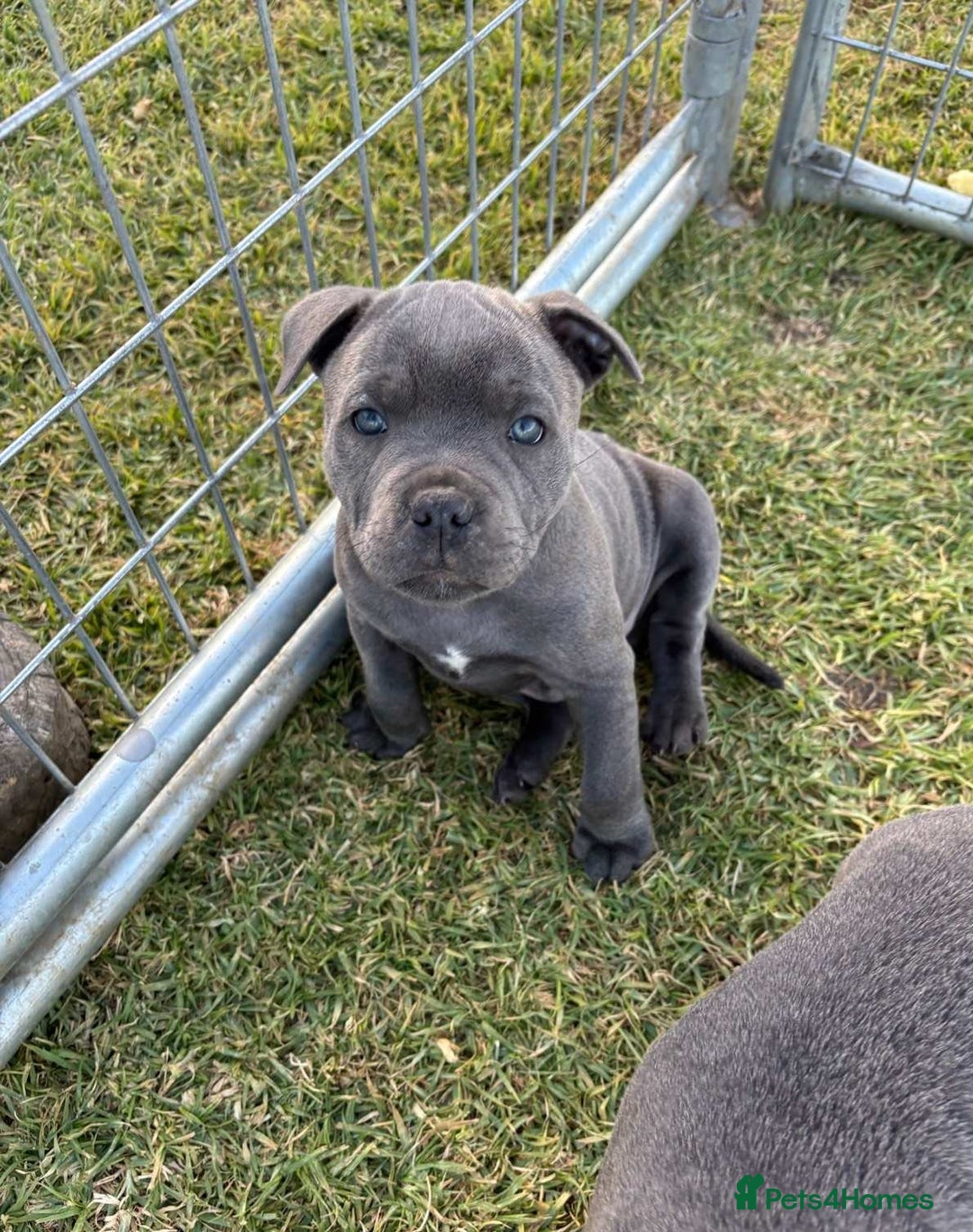 Staffordshire Bull Terrier dogs for sale: Elegant active blue staffordshire puppies - Image 2