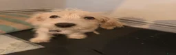 Jackapoo dogs for sale: Beautiful jackapoo boy  in Southsea - Advert 4