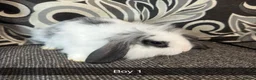 Mixed Breed rabbits for sale: Baby rabbits  - Advert 10