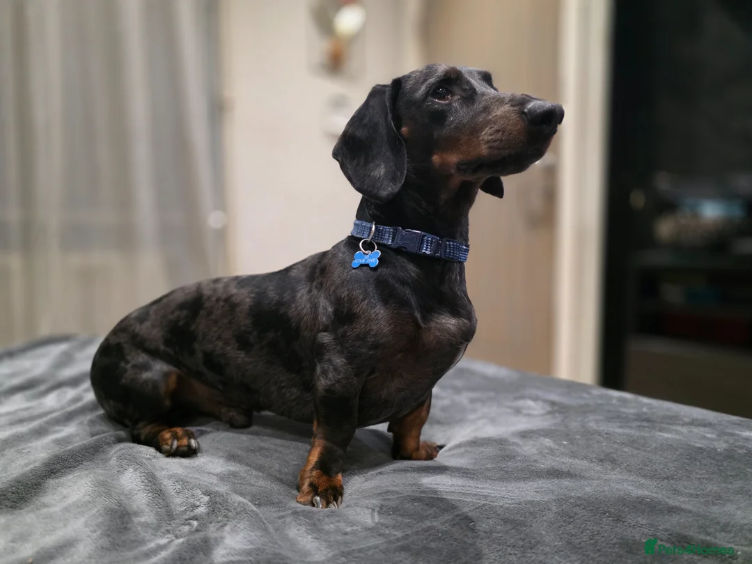 Dachshund dogs for stud: Stunning male - Advert 2