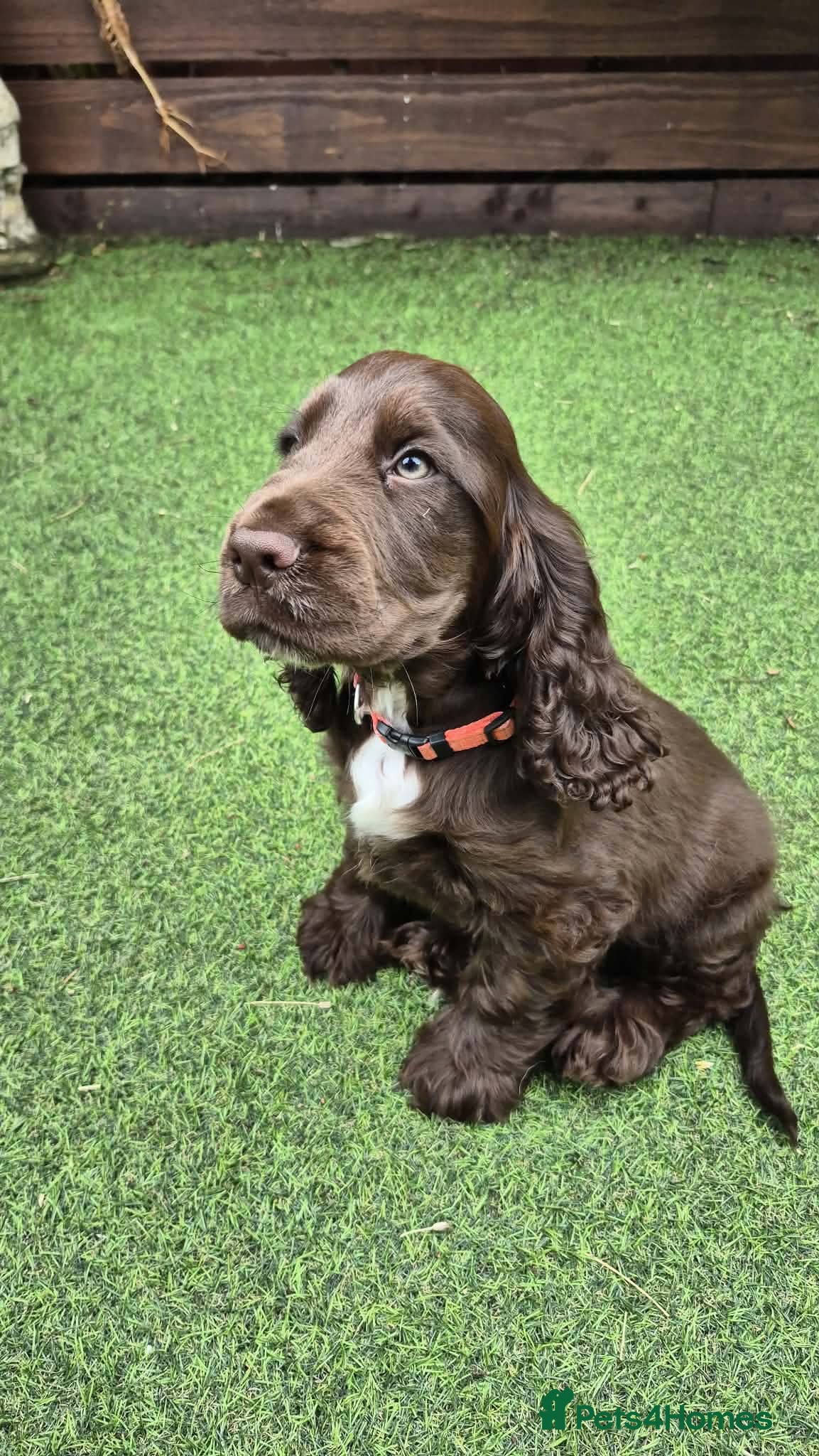 Cocker Spaniel dogs 1 Chocolate show type boy left - Advert 1