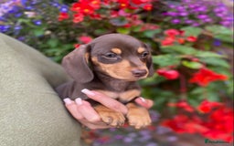 Miniature Dachshund dogs for sale: KC, PRAclear, licensed, health certificates  - Image 1