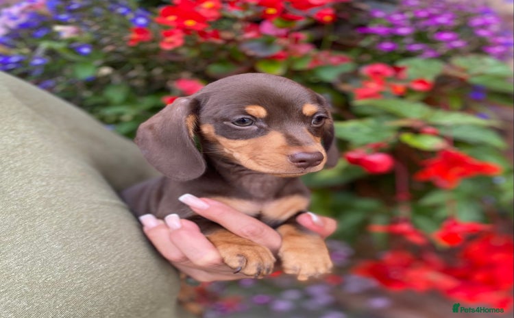 Miniature Dachshund dogs - Advert 1